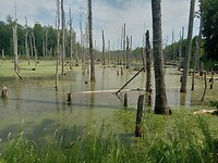 Beaver Dam Creek, moeras net buiten Yorktown