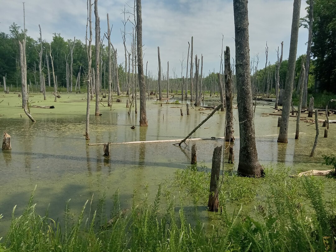 Beaver Dam Creek, moeras net buiten Yorktown
