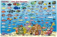 d92869eff45d7027fa70dd6b72d25f7e--scuba-diving-coral-reefs