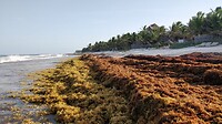 Tulum-Sargassum-on-the-beach