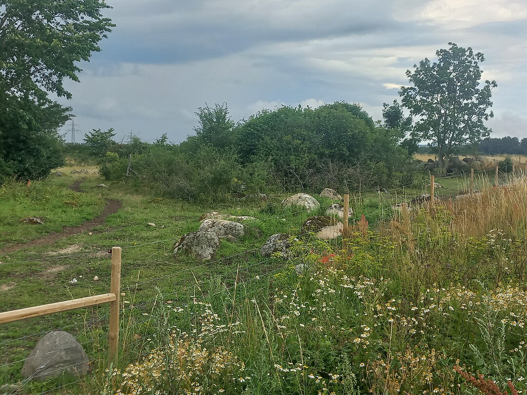 Stenen in weilanden