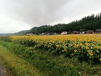 Zonnebloemen