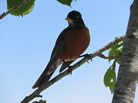 IMG_8005