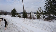 Dog Sledding