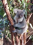 Lone Pine Koala Sanctuary