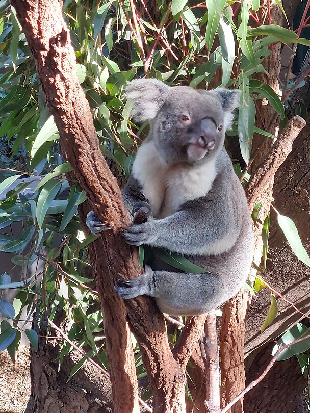 Lone Pine Koala Sanctuary