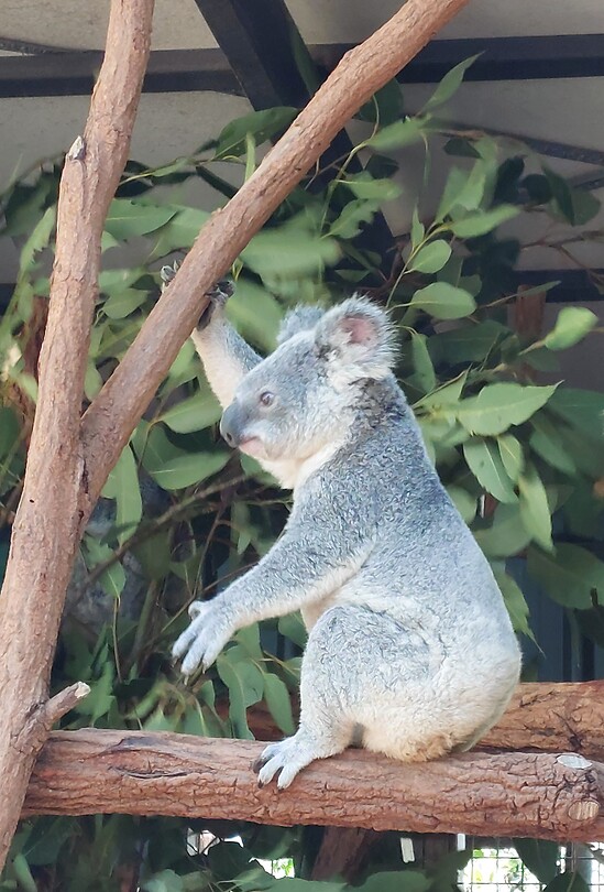 Lone Pine Koala Sanctuary