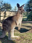 Lone Pine Koala Sanctuary