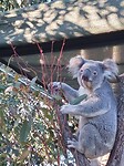 Lone Pine Koala Sanctuary