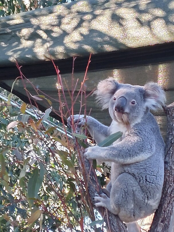 Lone Pine Koala Sanctuary