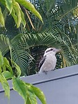 Kookaburra