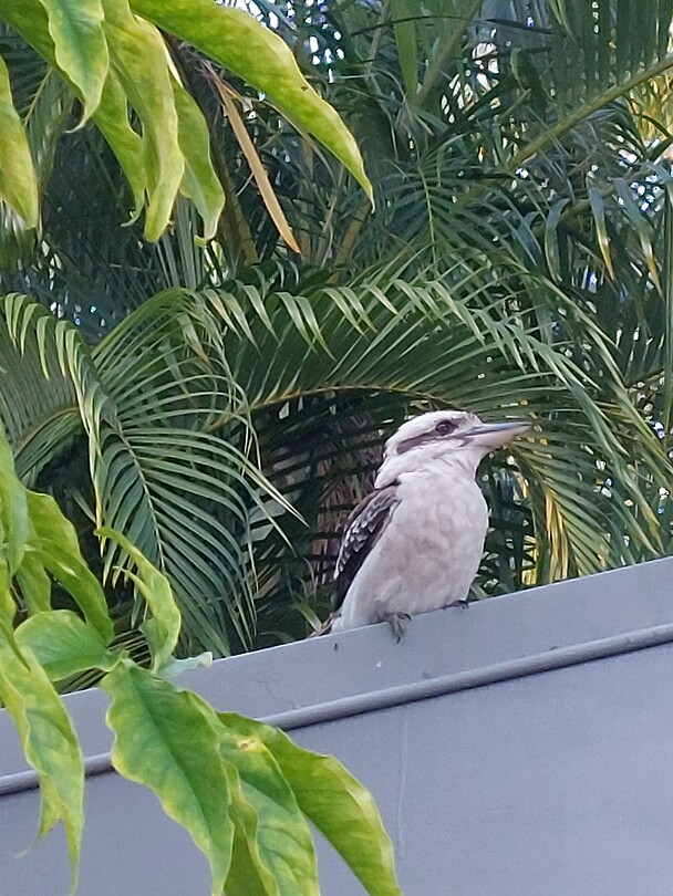 Kookaburra