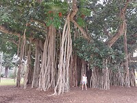 Maryborough