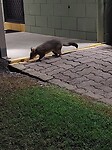 Possum