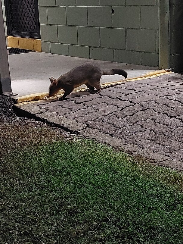 Possum