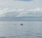 Whale watching