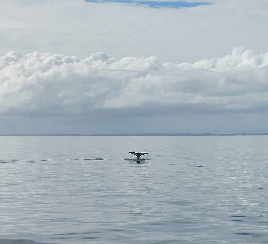Whale watching