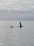 Whale watching