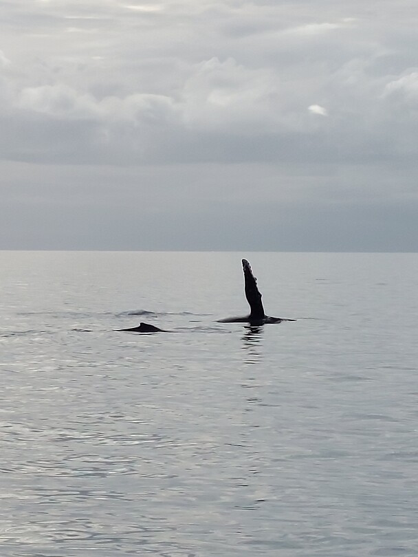 Whale watching