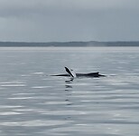 Whale watching