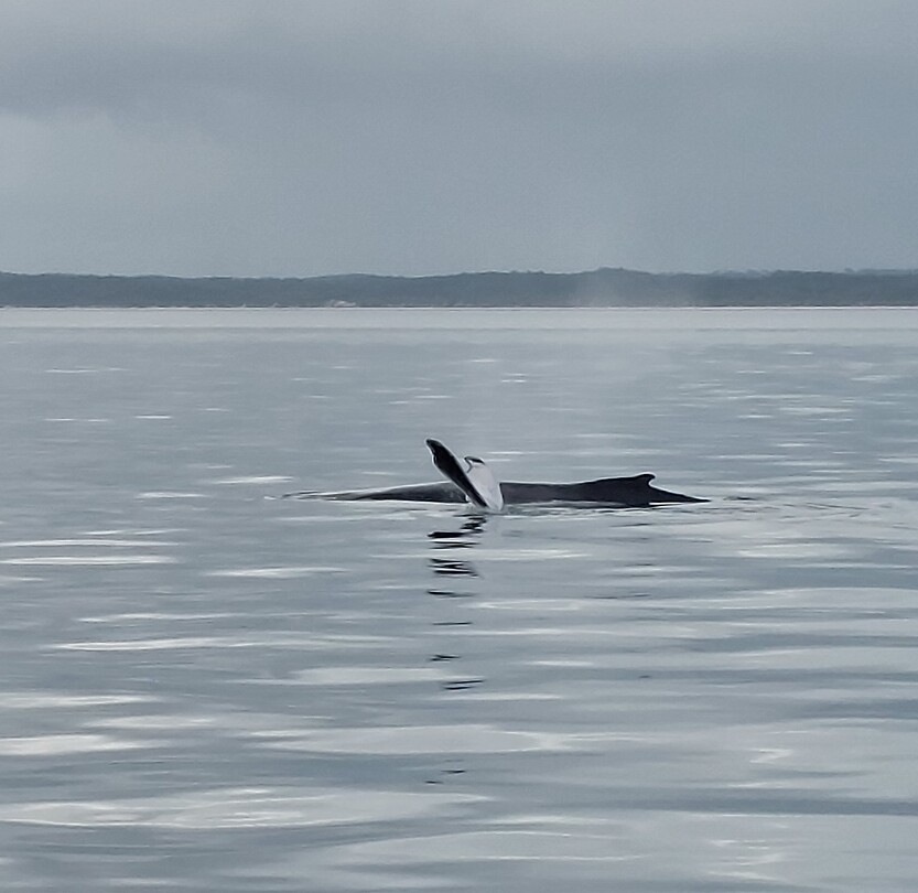 Whale watching