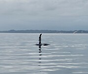 Whale watching