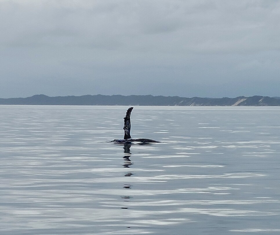 Whale watching
