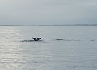 Whale watching