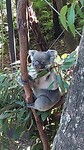 Lone Pine Koala Sanctuary