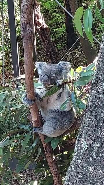 Lone Pine Koala Sanctuary