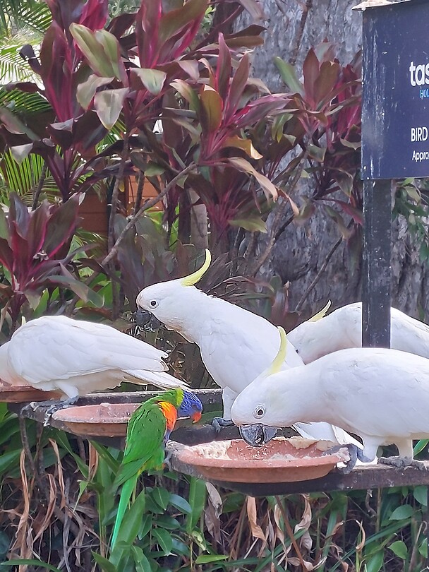 Bird feeding