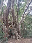 Airlie Creek Trail