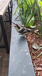 Kookaburra