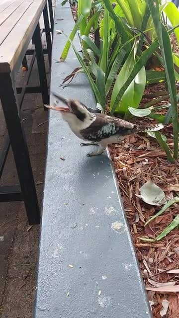 Kookaburra