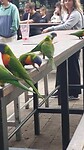 Lorikeets