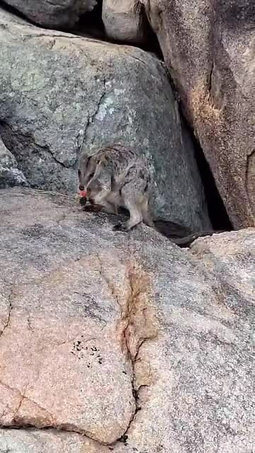Rockwallaby
