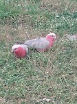 Roze kaketoe