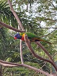 Lorikeet