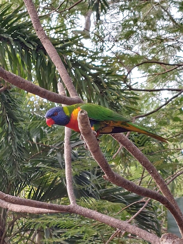 Lorikeet