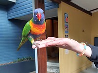 Lorikeet