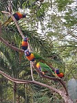 Lorikeets