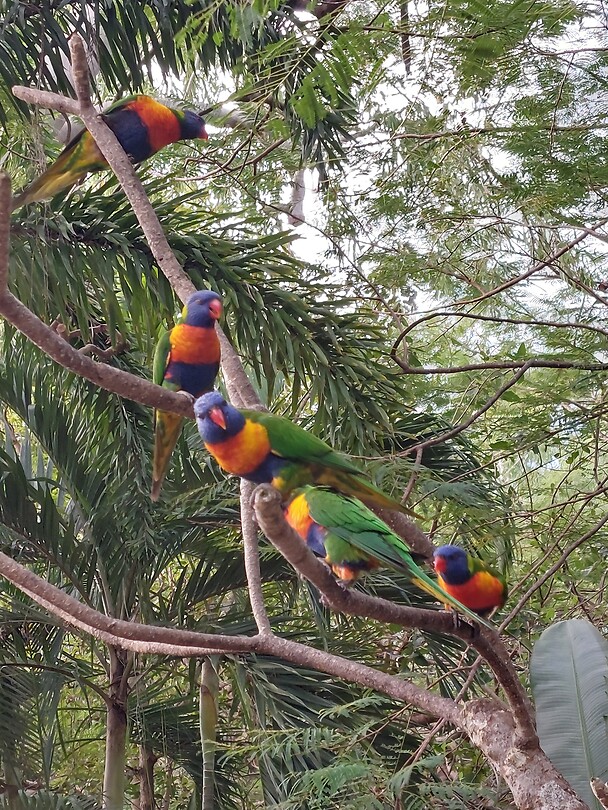 Lorikeets
