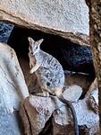 Rockwallaby