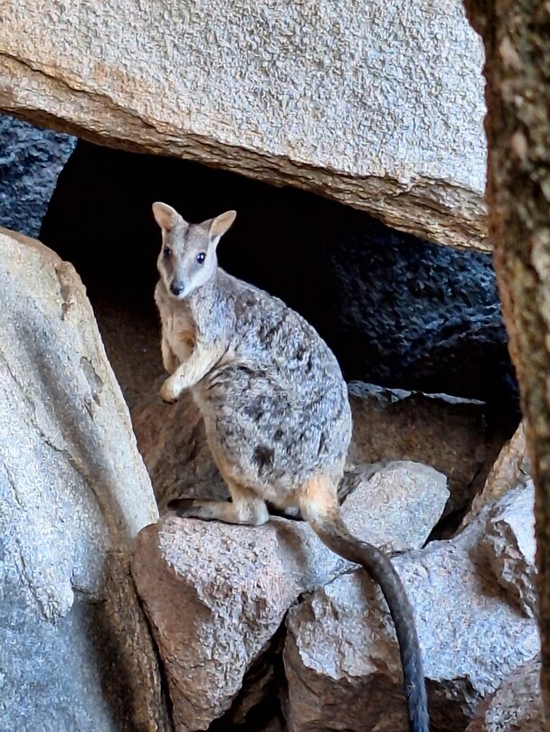 Rockwallaby