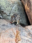 Rockwallaby