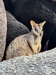 Rockwallaby