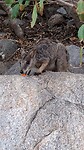 Rockwallaby