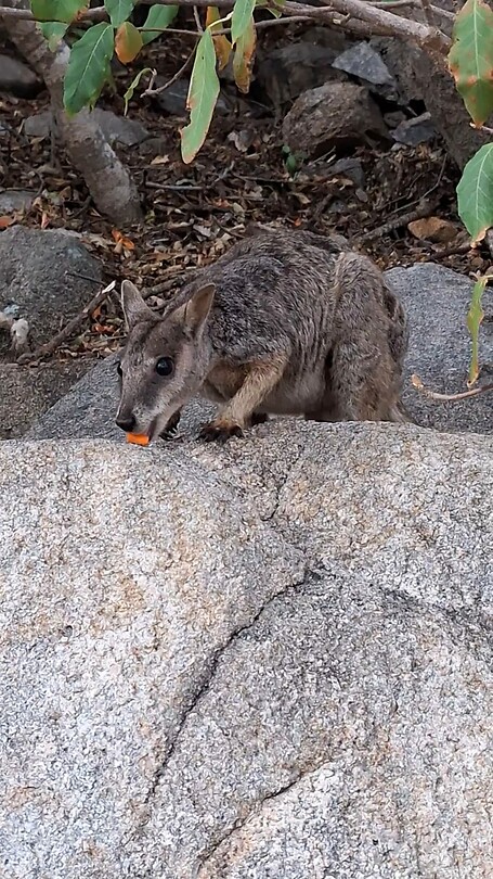 Rockwallaby