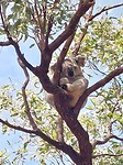 Magnetic Island