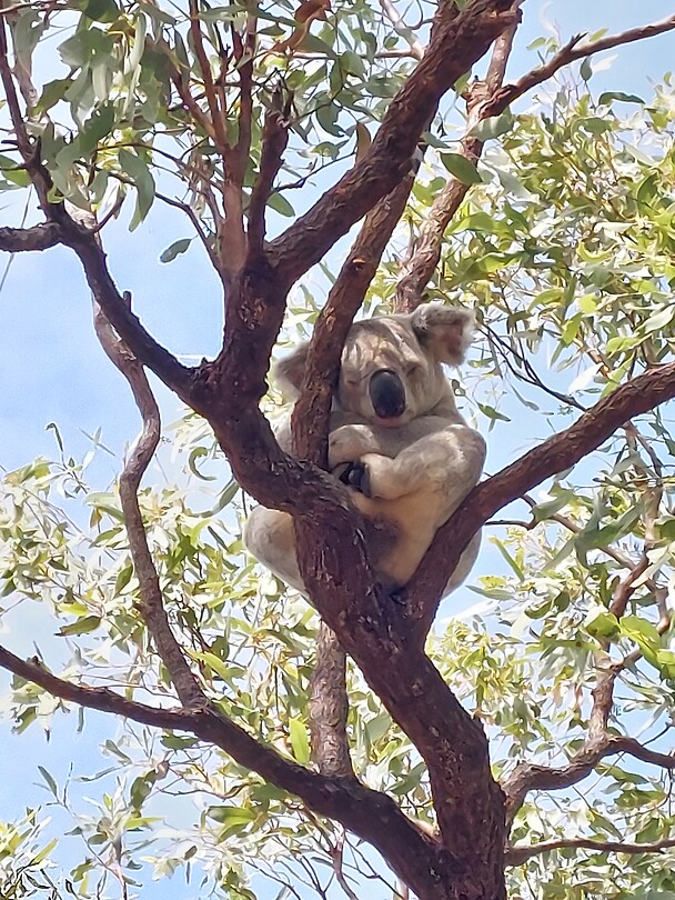 Magnetic Island